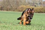 BERGER ALLEMAND 545